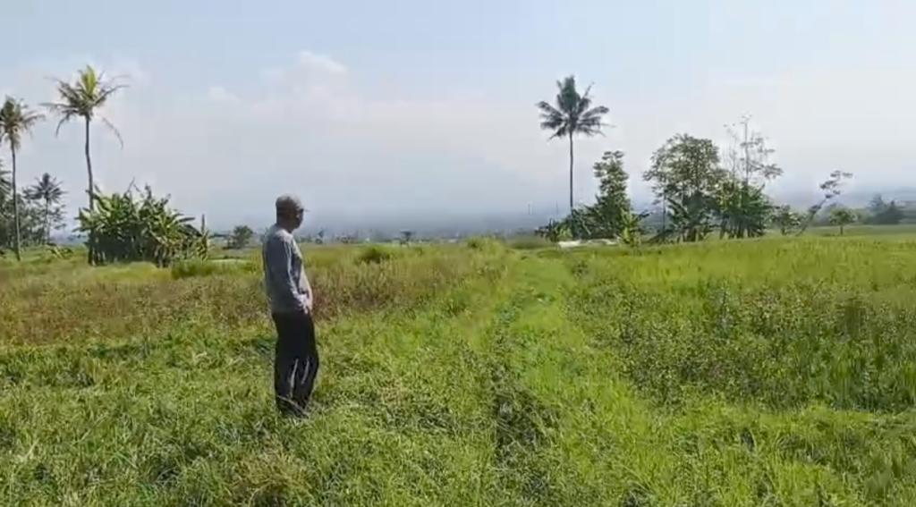 Wabah Tikus Picu Gagal Panen Massal di Garut