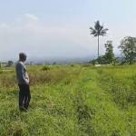 Wabah Tikus Picu Gagal Panen Massal di Garut